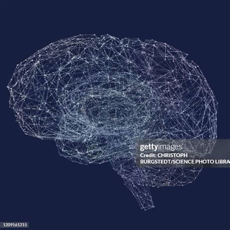 Human Brain System Photos And Premium High Res Pictures Getty Images