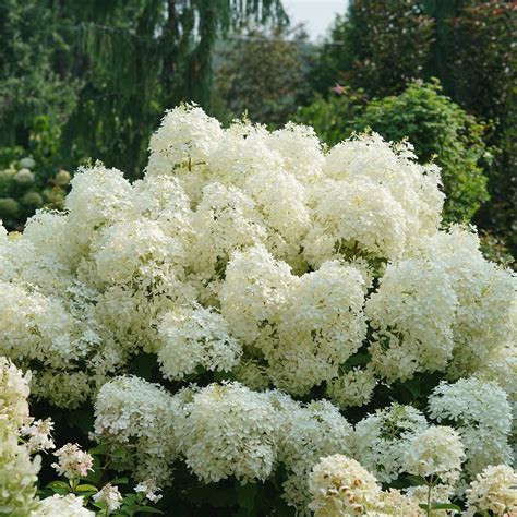 Panicle Hydrangea | Puffer Fish® | Proven Winners® Shrubs – Proven