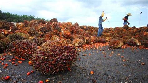 Harga Sawit Di Jambi Hari Ini Tbs Kelapa Sawit Tertinggi Rp Per