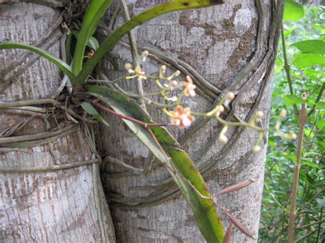 Can anyone help me to identify this orchid species?