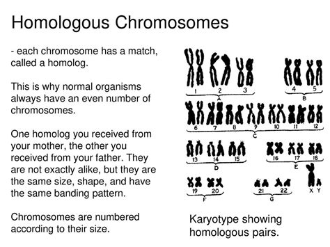 Chapter 10 Meiosis Copyright © The Mcgraw Hill Companies Inc