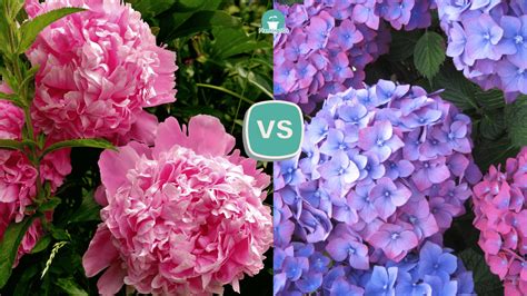 Peonies Vs Hydrangeas Which Is Best Planting