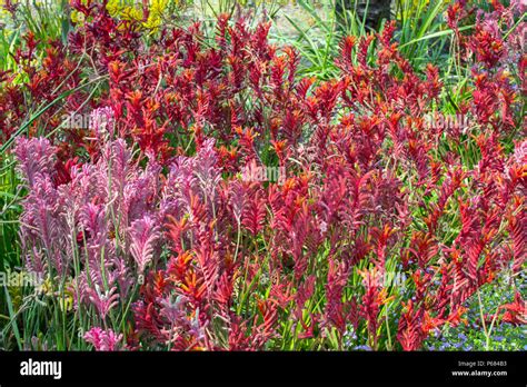 Kangaroo Paw Plant Stock Photo - Alamy