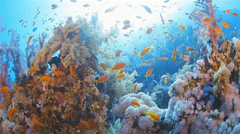 【30秒の海中動画】エジプト 紅海 No 4 彩のキンギョハナダイ Fine Colored Anthias Red Sea Youtube