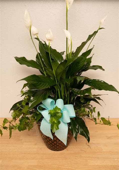 Peace Lilly | Greenlawn