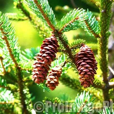 Scenic Pine Cones In Leesburg Va