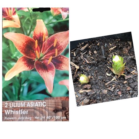 Lilium Whistler Lily Whistler Asiatic In GardenTags Plant