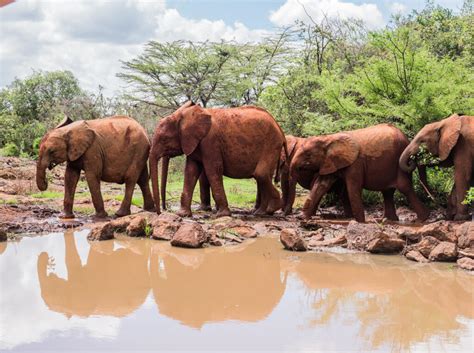 Visiting An Elephant Orphanage In Kenya The Sheldrick Wildlife Trust