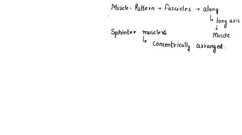 SOLVED: A muscle that has a pattern of fascicles running along the long ...