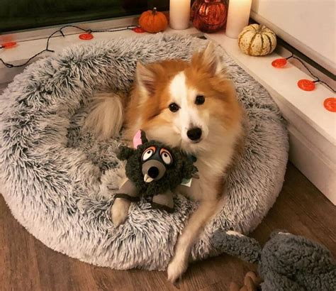 14 Adorable Shetland Sheepdog Mixes Cuteness Overload