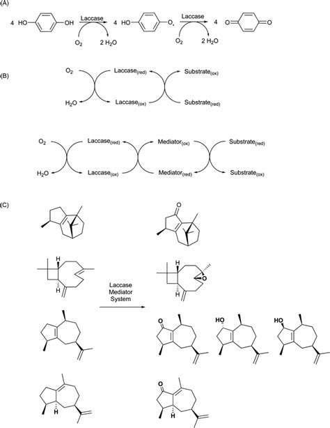 Scheme 1 2 A Reaction Catalyzed By Laccases On A Phenolic Compound