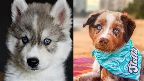 16 Cutest Dog Breeds With Blue Eyes | Puppies Club