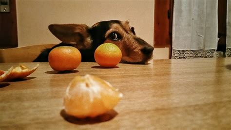 Can Dogs Eat Oranges Are Oranges Safe For Dogs Dogtime