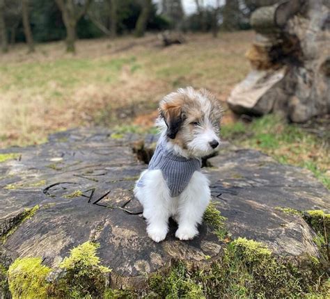 14 Adorable Shetland Sheepdog Mixes: Cuteness Overload!