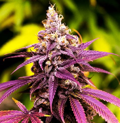 Grand Daddy Purple Flowering Time Outdoor Best Flower Site