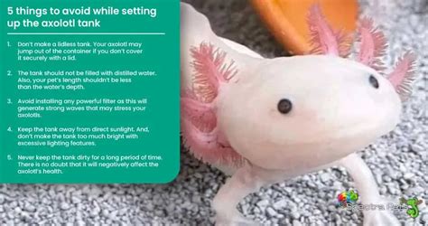 How To Setup An Axolotl Tank: [The Beginner’s Guide]