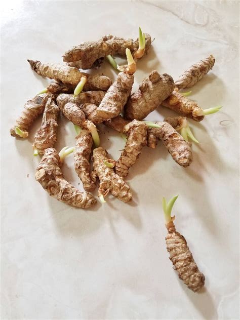 Sprouted Turmeric Live Rhizomes Ready To Plant Curcuma Longa Roots