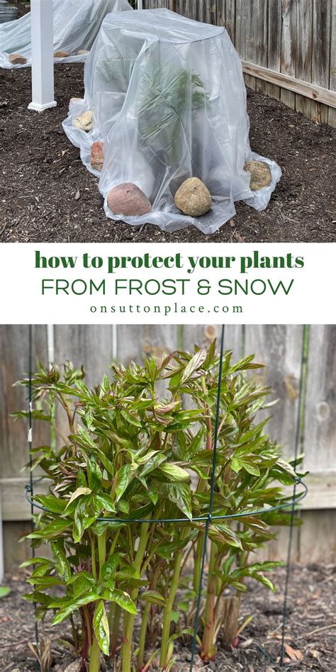 How To Protect Plants From Frost And Snow In 2021 Frost Protection For Plants Garden Growth Plants