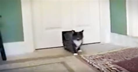 Cat Comes Home Through Her Cat Door Followed By A Fawn