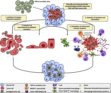 Tumor Control By Cytomegalovirus A Door Open For Oncolytic Virotherapy