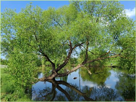 Ива на пруду | Пикабу