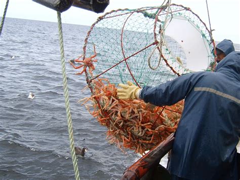 Pesca comenzó la campaña de la Centolla Comunidad Campo