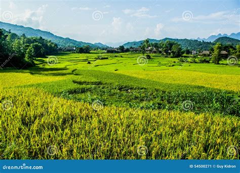 Rice field stock image. Image of rice, green, asian, field - 54500271