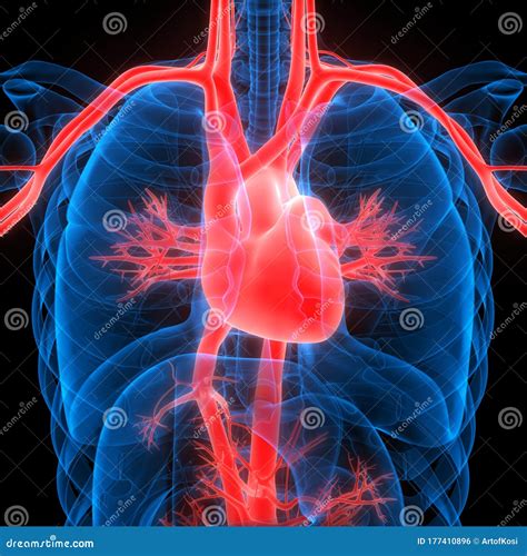 Hart Een Deel Van De Anatomie Van Het Menselijk Bloedsomloop 3d Stock