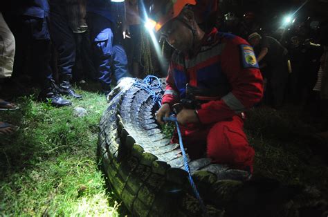 Crocodilo Pneu No Pesco O H Mais De Cinco Anos Finalmente Livre Da