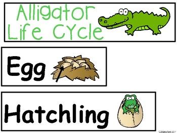 A Alligator Life Cycle Labeling Word Wall By Regina Davis TPT