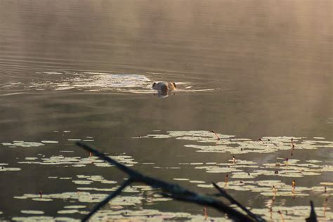 Beavers At Bays Mountain Blue Ridge Country