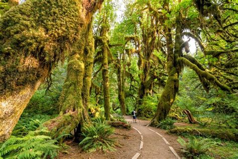 A Campers Outdoor Guide To Washingtons Olympic Peninsula