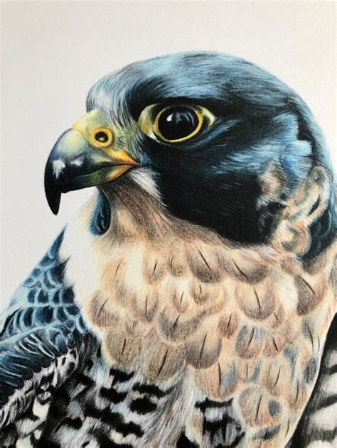 Peregrine Falcon Art Print Bird of Prey, Animal Art, British Wildlife ...