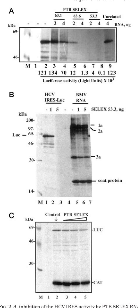 Figure From Demonstration Of Functional Requirement Of Polypyrimidine