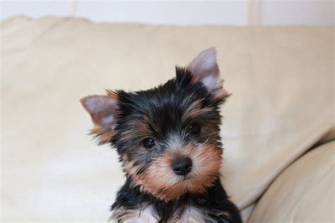 How To Train A Yorkie Canna Pet®