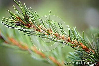 Pine Tree Needles Stock Photo - Image: 3646110