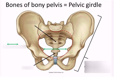 Pelvis Osteology Diagram Quizlet