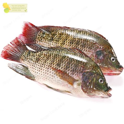 Jual Ikan Mujair Segar Ikan Mujair 1Kg Tilapia Shopee Indonesia