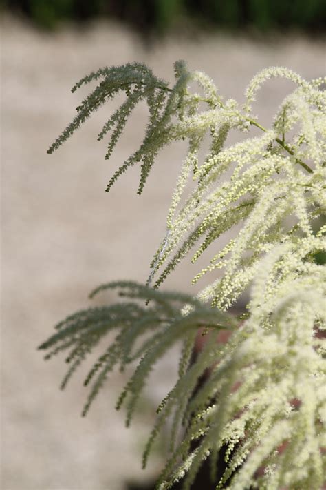 Aruncus Dioicus Geitenbaard Bloemenpark Appeltern