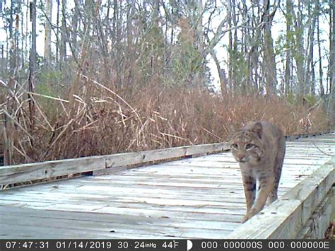 Bobcat - Edisto Island Open Land Trust, South Carolina