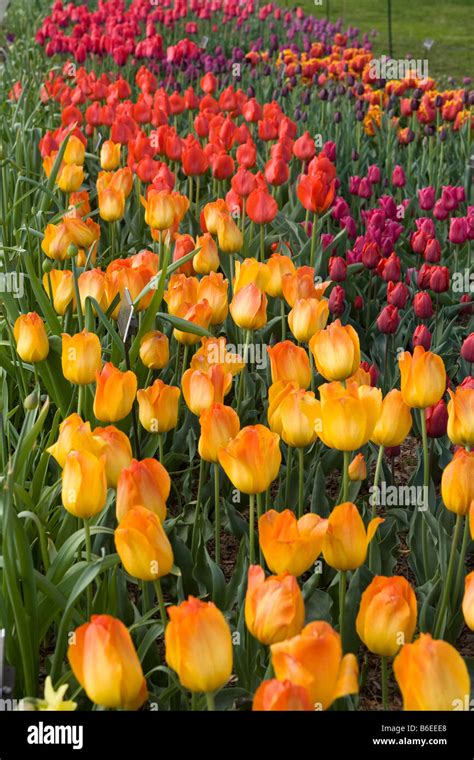 Bed of tulips Stock Photo - Alamy