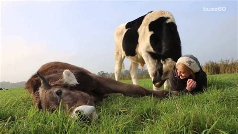 Playful Cow Asks For Hugs From Humans Youtube