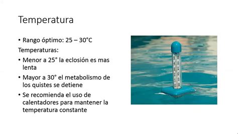 Importancia De La Artemia Salina En Acuicultura Y Par Metros Ptimos De