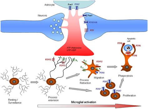 Frontiers Neurotransmitter Signaling In The Pathophysiology Of