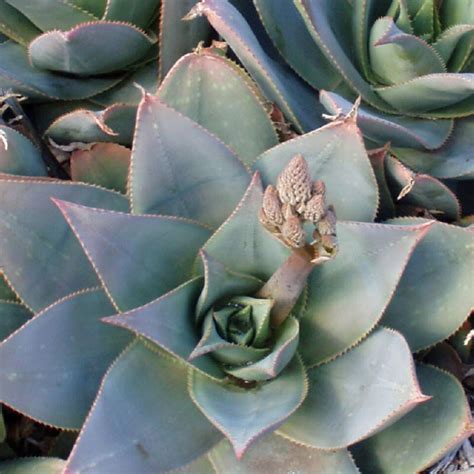 Aloe Striata Hybrid Ghost Alvarez Nursery