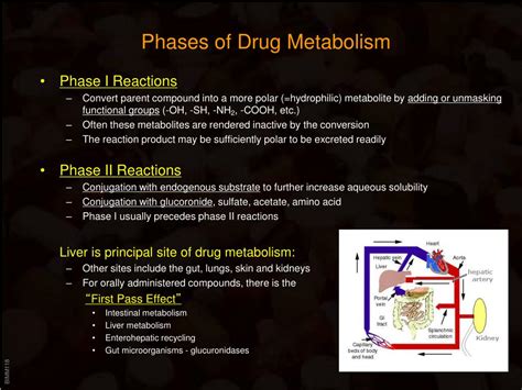 Ppt Drug Metabolism And Elimination Powerpoint Presentation Free