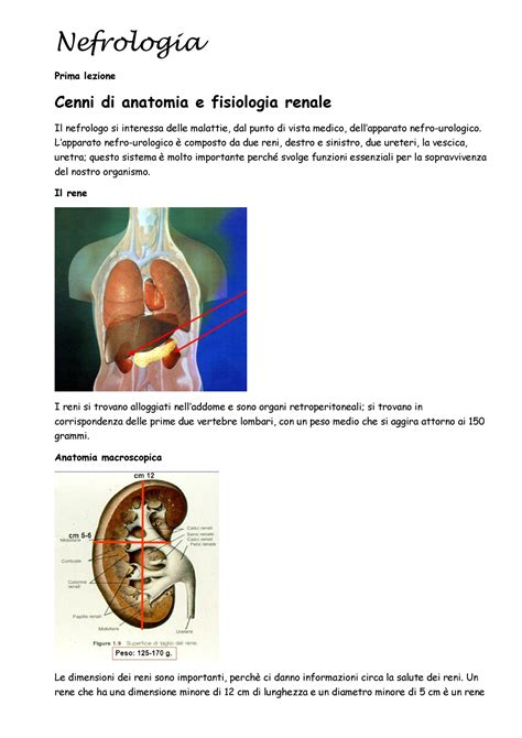 Nefrologia Uniba Infermeristica Nefrologia Prima Lezione Cenni Di