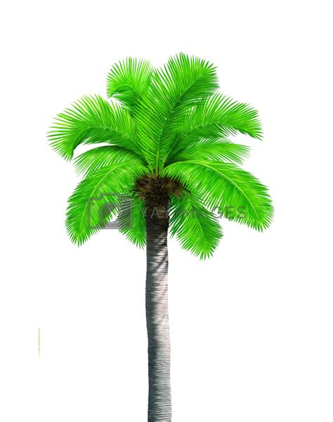 Big Single Coconut Tree Palm Isolated On White Background By