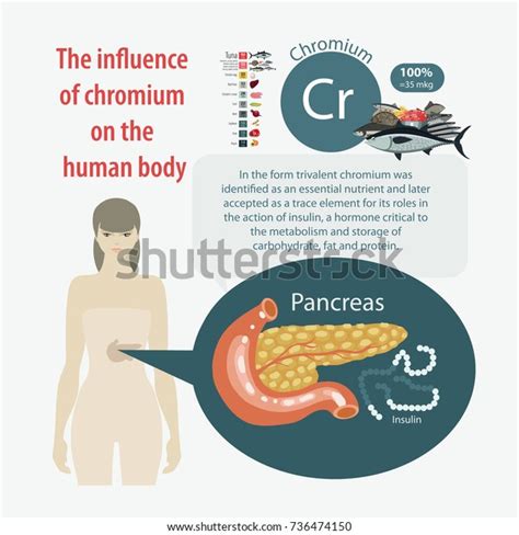 Influence Chromium On Human Body Pancreas Stock Vector Royalty Free 736474150 Shutterstock