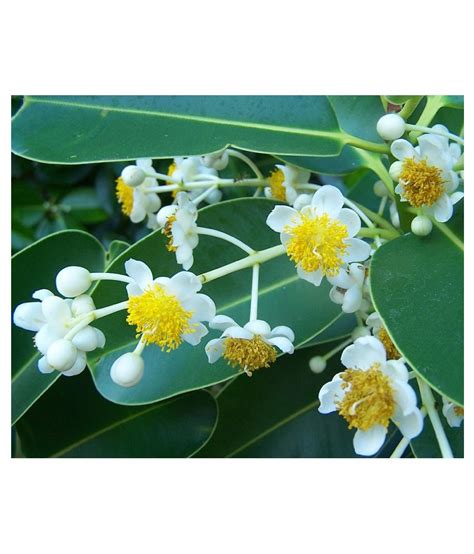 Kapebonavista Calophyllum Inophyllum Living Plant Raw Herbs 1 No S Pack